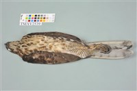 鳳頭蒼鷹藏品圖，第10張